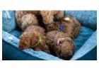 Poodle Puppies for Sale in Hyderabad