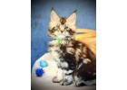 Maine Coon Cats For Sale - Available for Loving Homes
