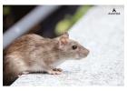 Avayda Pest Control Protecting Homes with Smarter Solutions in