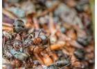 Avayda Pest Control Supporting Homes with Reliable Care in