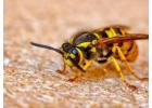 Avayda Pest Control Helping Families Maintain Safer Homes in