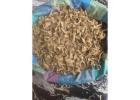 Buy tabernanthe iboga