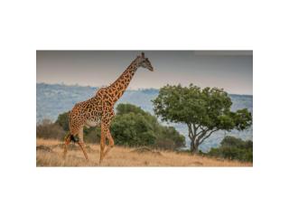 Ruaha National Park Safari