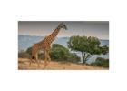 Ruaha National Park Safari 