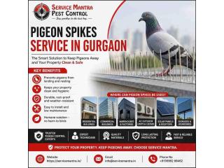 Safe and Humane Pigeon Spikes Service in Gurgaon Since 2012