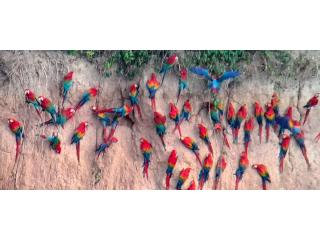 Chuncho Macaw Clay Lick Tour in Peru – Full-Day Guided Rainforest Tour