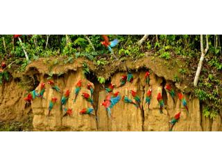 Affordable Tambopata Reserve 4-Day Package & Jungle Tour