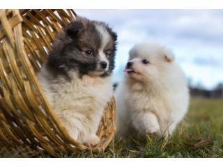 Pomeranian Puppies for Sale in Pune