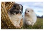 Pomeranian Puppies for Sale in Pune