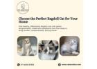Buy Ragdoll Cats in Bangalore
