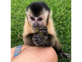 Spanky Capuchin Monkey For Sale
