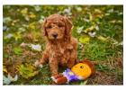 Poodle Puppies for Sale in Chennai