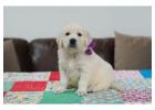 English Cream Golden Retriever - Healthy Puppies in Indiana for Sale