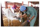 Top Cow Shelters in India for Gau Mata Care