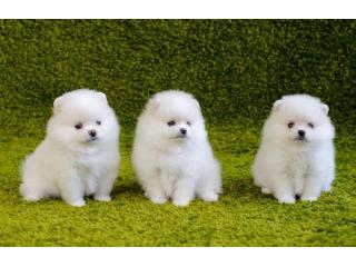Pomeranian Puppies for Sale in Bangalore