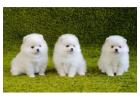 Pomeranian Puppies for Sale in Bangalore