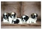 Shih Tzu Puppies for Sale in Pune