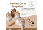 Siberian Cat in Bangalore