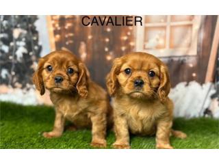 Healthy Cavalier King Charles Puppies for Sale in the UK | DHK