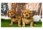 Healthy Cavalier King Charles Puppies for Sale in the UK | DHK