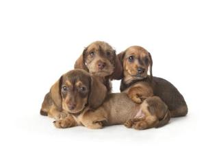Quality Cross Breed Puppies for Loving UK Homes | DHK