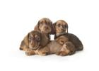 Quality Cross Breed Puppies for Loving UK Homes | DHK