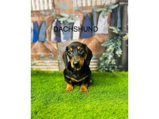 Dachshund Puppies for Sale from Trusted UK Breeders | DHK