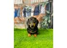 Dachshund Puppies for Sale from Trusted UK Breeders | DHK