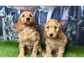 Cockapoo Puppies for Sale | Friendly Family Companions | DHK