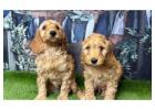 Cockapoo Puppies for Sale | Friendly Family Companions | DHK