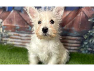 Westie Puppies for Sale from Experienced UK Breeders | DHK