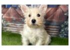 Westie Puppies for Sale from Experienced UK Breeders | DHK