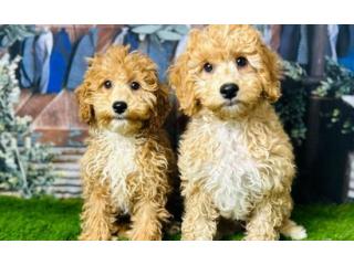 Cavapoo Puppies for Sale | Healthy & Well Socialised | DHK