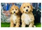 Cavapoo Puppies for Sale | Healthy & Well Socialised | DHK