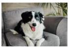 Pet Friendly Vacation Rentals on Bald Head Island – Enjoy a Beach Holiday with Your Pets