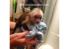 best quality marmoset monkeys, capuchin monkeys, squirrel monkeys 