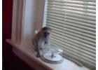 Adorable Capuchin monkeys ready for new loving homes.