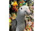 wide species of birds(parrots) available