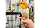 wide species of birds(parrots) available...
