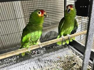 wide species of birds(parrots) available..