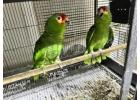 wide species of birds(parrots) available..