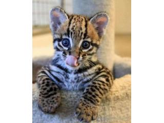 Exotic kittens for sale