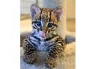 Exotic kittens for sale