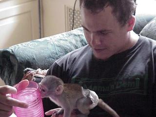 Diapers trained baby Capuchin Monkeys for lovely families