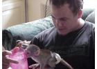 Diapers trained baby Capuchin Monkeys for lovely families