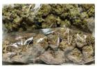 High Grade Medical Marijuana, Hash, BHO, HEMP OILS, THC OILS, Cannabis Oil FOR SALE