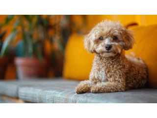 Poodle Puppies for Sale in Delhi