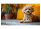 Poodle Puppies for Sale in Delhi