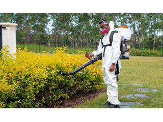 Spider Pest Control for Calgary Homes & Yards