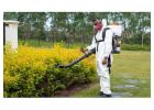 Spider Pest Control for Calgary Homes & Yards